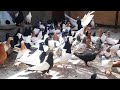 И кто их так разрисовывает⁉️😳 Иранские голуби г. Мешхед, Иран | Kaftar Mashad | کبوترهای ایرانی