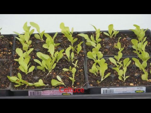 Asian vegetable seed germination