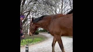 How to practice trailer loading even without a trailer￼. Clicker training