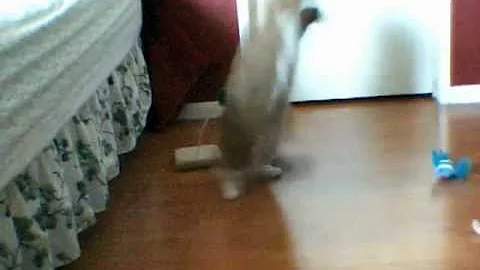 Watch the video about My beautiful Mink Seal Mitted Ragdoll