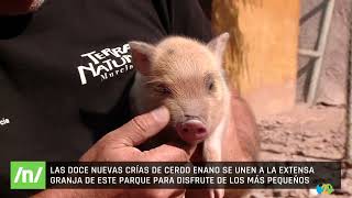 06/10/2025 - Baby boom en Terra Natura Murcia: nacen doce crías de cerdo enano