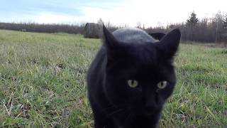 Chopper the Black Manx cat MEOWS