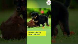 Learning To Love Animals - By Fun Learning Station