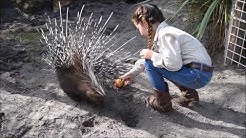 African Porcupine Enrichment