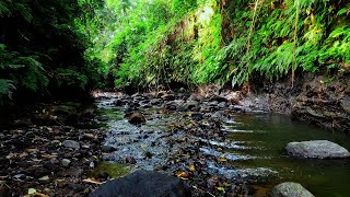 Forest Stream Relaxing River Sounds, Bird Chirping Sounds relaxing, Relaxing River Sounds