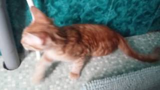 Кошки и стиральная машина.Cats and washing machine. Кошки и стиральная машина.Cats and washing machine.