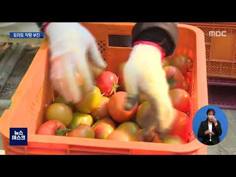 겨울 속 여름..토마토 작황 부진[목포MBC 뉴스데스크]