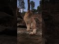 Mani is happy to see beautiful mountains 🏔 #kitten #play #cute #pet