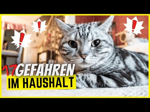 Video: Warum Kauen Katzen An Dingen?