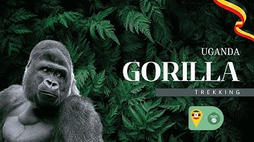 Five Hours Among Wild Mountain Gorillas: Could This Be the Best Wildlife Experience Worldwide?