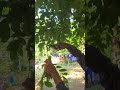 Easy leaf cutting process #shorts