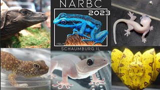 NARBC Reptile Show in Schaumburg, 2023! The Best Reptiles In The Show