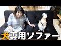 【悲報】実家に行ったら愛犬の遊ぶ場所が無くなっていました・・・【チワワのシナモン】