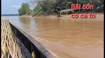 Tiếp tục trúng mánh cá Ngát khủng bênh cồn bần/NC 83#209