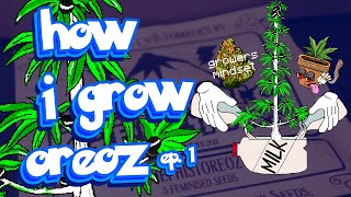 How i grow weed autoflowers - MephistOreoz Seed to Harvest Ep. 1 #legalization #seedtoharvest