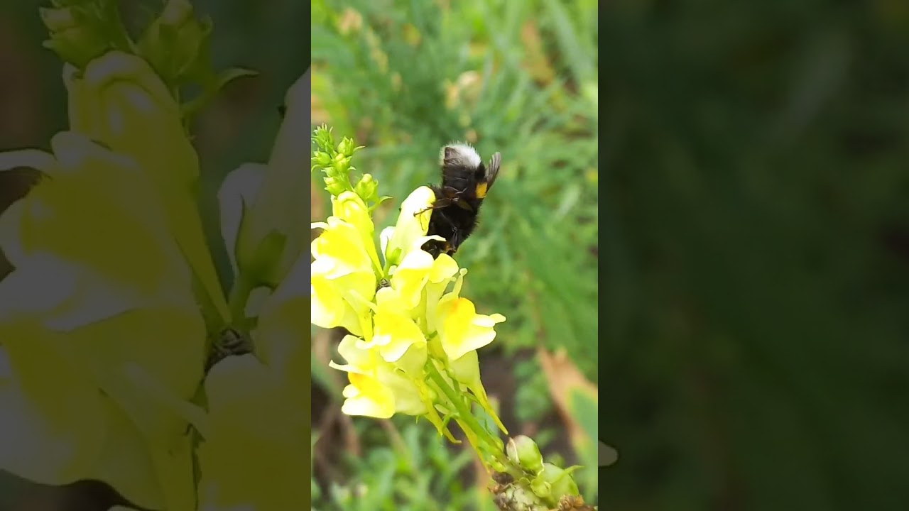 Bumblebee on Flowers of Linaria vulgaris, or Yellow Toadflax. 08.aug.2022. Day of Memory of Nagasaki