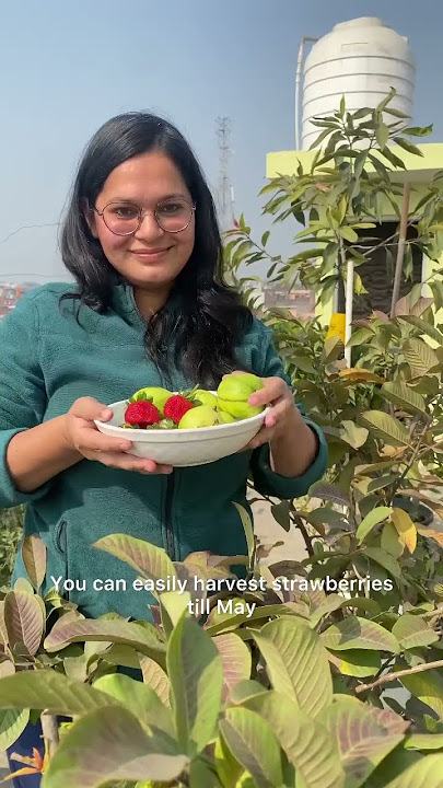 How to grow strawberries in February #organicgardening