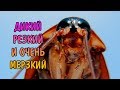 МРАМОРНЫЙ ТАРАКАН. СОДЕРЖАНИЕ И РАЗВЕДЕНИЕ. Nauphoeta cinerea