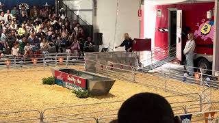 Pig Race 4