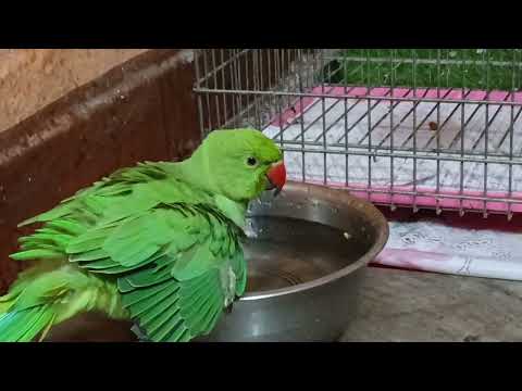 Parrot kaise nahata hai#talkingparot #viralreels #trending #birds #viralvideo