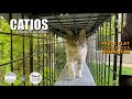 Catio Outdoor Cat Cage Enclosure Systems