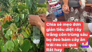 Chia sẻ mẹo đơn giản tiêu diệt rầy trắng nhiều loại côn trùng sâu bọ đeo bám cây ăn trái rau củ ..