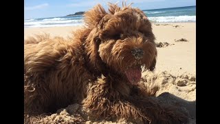 Henry at Conjola Beach Sept 2025