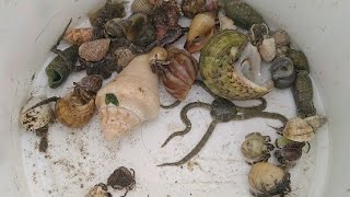 mencari dan menemukan kelomang, kepiting, siput laut, bintang laut