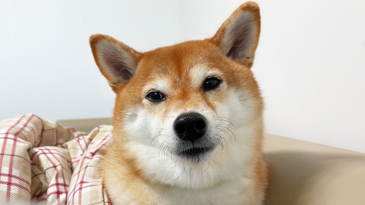 주인과 이별 후 강아지가 아파해요ㅠㅠ