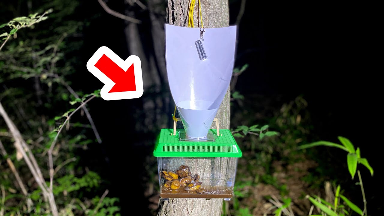 The Result Of Setting A Trap In A Forest Full Of Beetles Youtube
