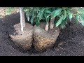 Planting a and b flower type avocado trees in the same hole