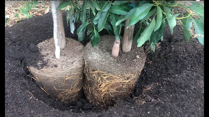 Planting A and B Flower Type Avocado Trees in the ...