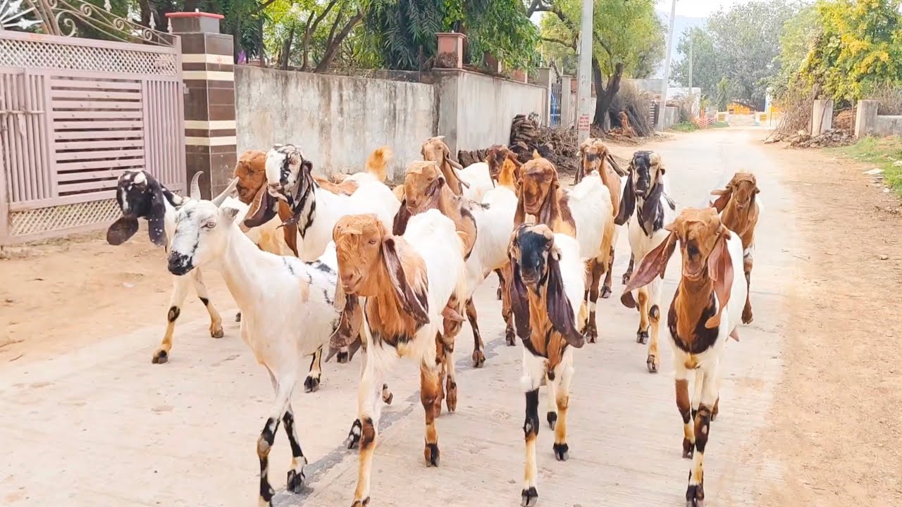 #Totapuri #Bakri full puch face me nember one quality in #rajsthan #beautifullgoats #balaherimandi 