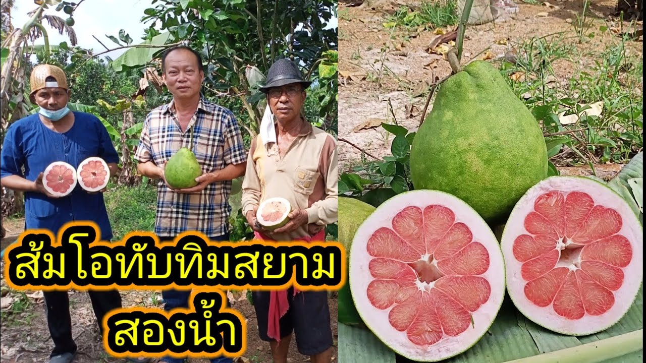 ส้มโอทับทิมสยามสองน้ำ จะโหนง /เกษตรหนุกหนานสงขลา