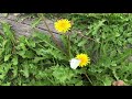 モンシロチョウとタンポポ (昆虫, チョウ, FIX, 60fps) [FC-I02005] 【フリー素材】