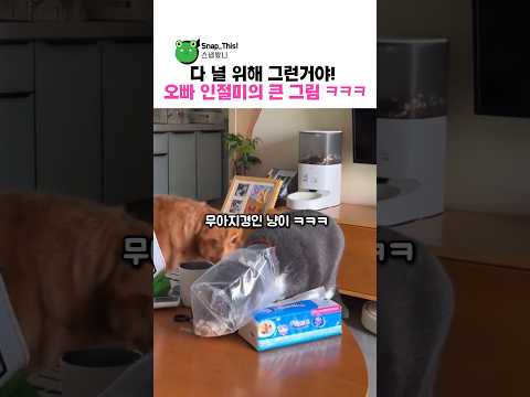 오빠 인절미가 엄마 찾은 이유ㅋㅋㅋ thumbnail