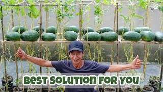 Good Tips Growing Watermelon Early In The Season, Guaranteed To Triple Yield At Home