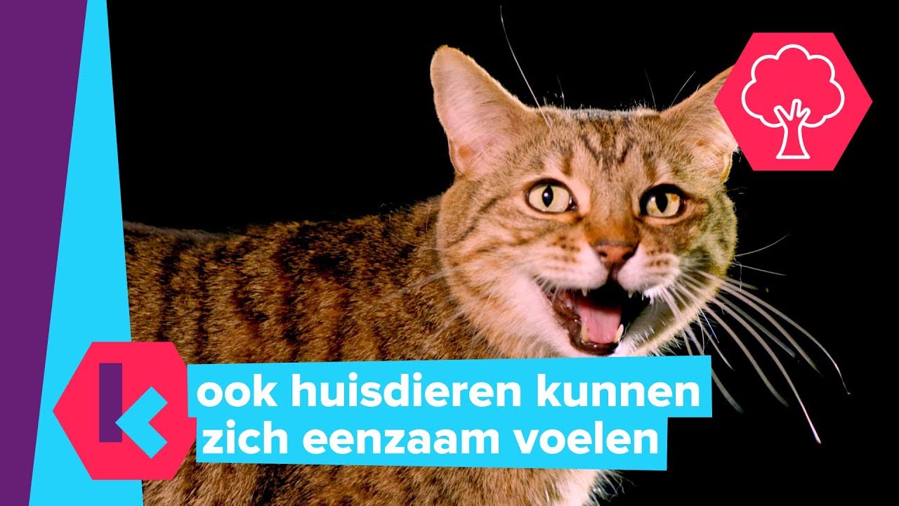voelt je kat of hond zich soms eenzaam? dit zijn