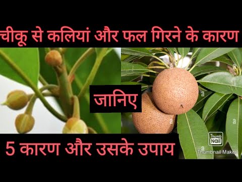 वीडियो: काले चीकू का फल कब लेना है?