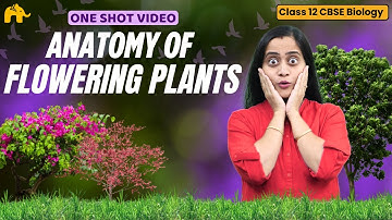 Anatomy of Flowering Plants Class 11 Biology | NCERT Chapter 6 | CBSE NEET | Full Chapter One shot