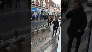 Geese March Through Streets Of Denmark