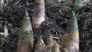 Chia sẻ Cách Trồng Tre Tứ Quý Đúng Kỷ Thật Cho Thu Hoạch Sớm sđt 0858777887.