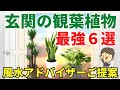 玄関の風水観葉植物【最強6選】。風水アドバイザーが選ぶとこうなった。