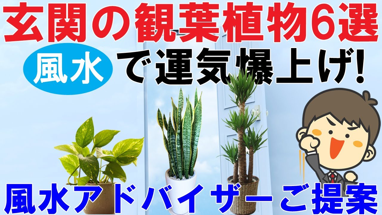 玄関におすすめ観葉植物18選 風水アドバイザーが選ぶとこうなった 観葉植物と風水のグリーンスマイルblog