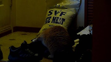 catnip is a hell of a drug ...