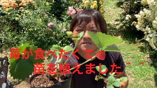 イチゴの苗、植えてみました！