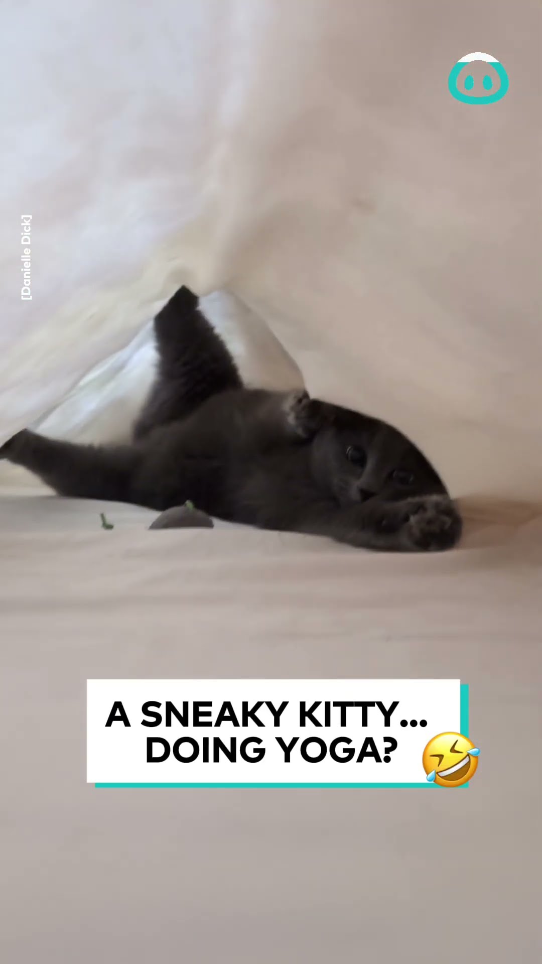 Cat Discovered Doing Yoga || ViralHog