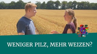 Weniger Pilz, mehr Weizen? – Plön – #wonachsuchstdu