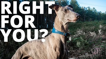 Are Whippet Dogs a Good Choice For Busy People?