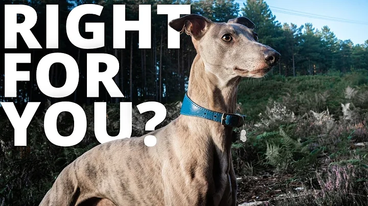 Are Whippet Dogs a Good Choice For Busy People?
